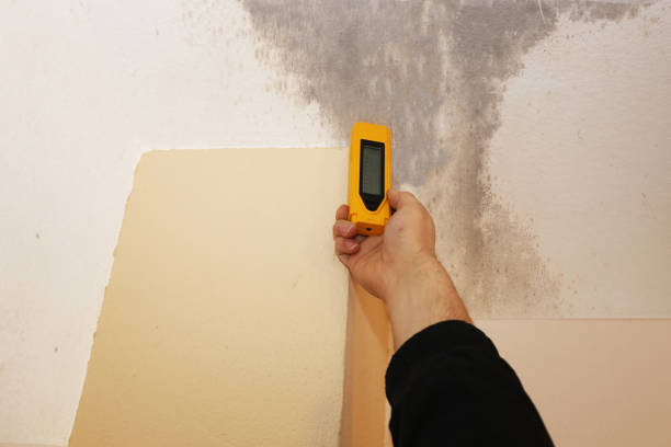 Best Emergency Mold Remediation  in , NC