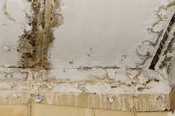 Best Basement Mold Removal  in , NC