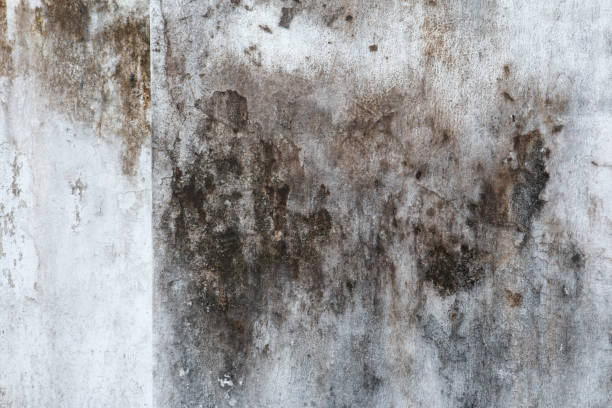 Best Mold Remediation for Healthcare Facilities  in , NC