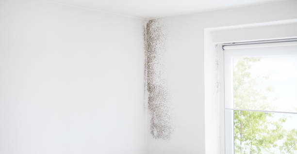 Best Mold Removal for HVAC Installations  in , NC