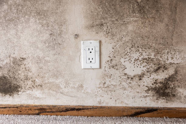 Best Mold Prevention Services  in , NC